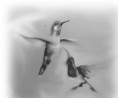 Bird Fly